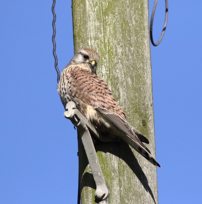 Kestrel