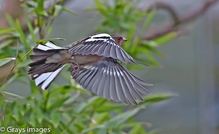 Chaffinch