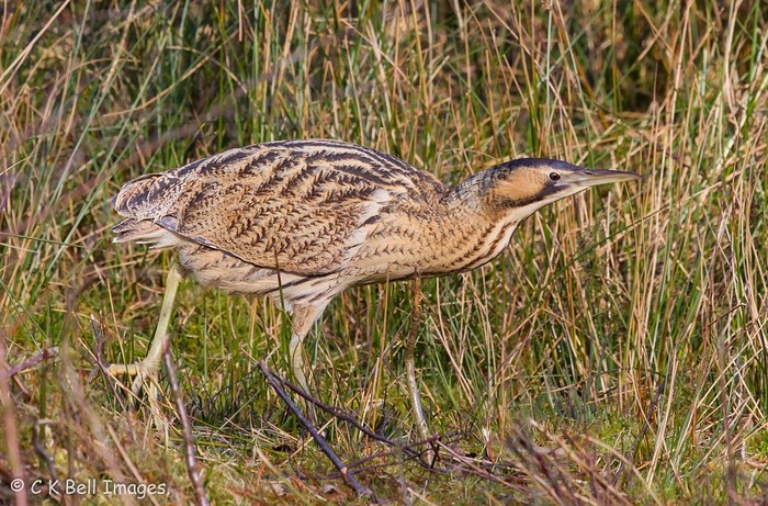 Bittern