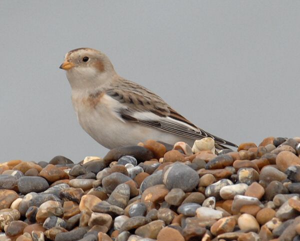 Snow Bunting