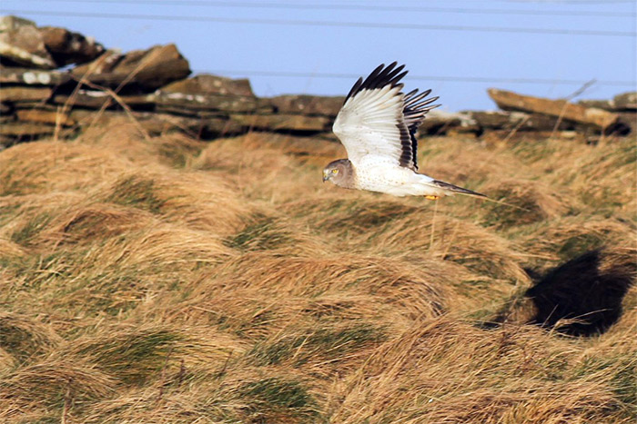 Northern Harrier