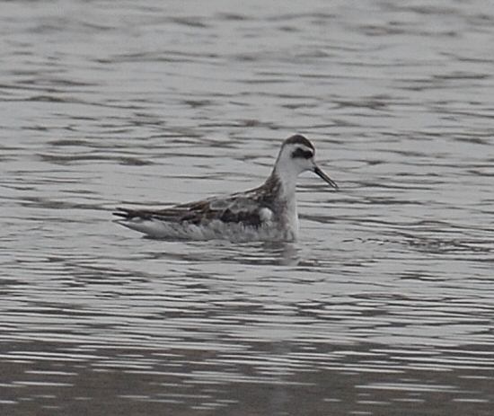 Red-necked Phalarope