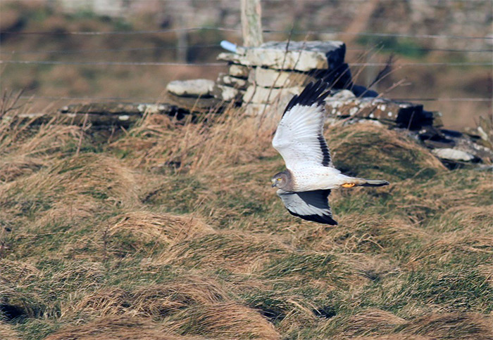 Northern Harrier