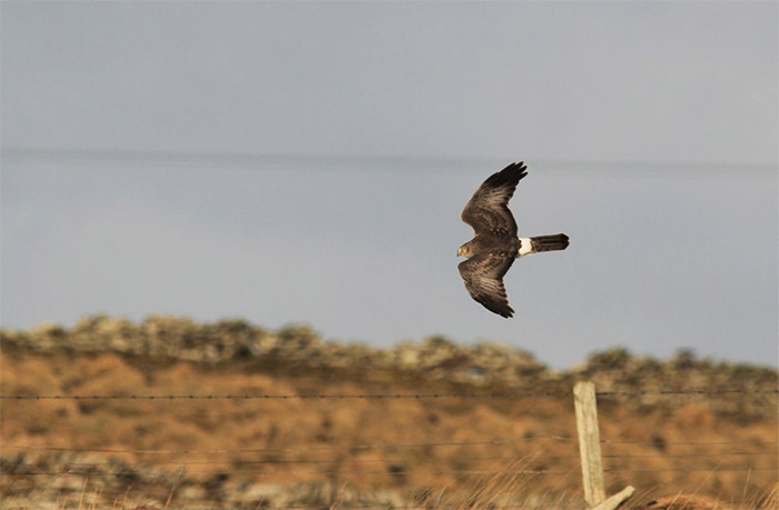 Northern Harrier