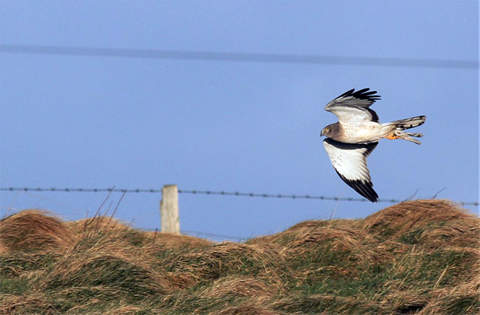 Northern Harrier