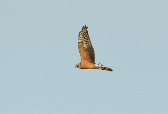 Pallid Harrier