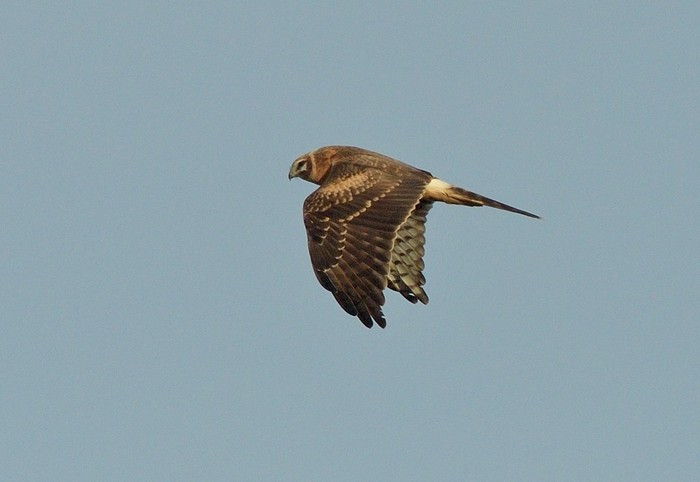 Pallid Harrier