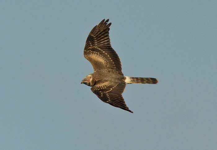 Pallid Harrier