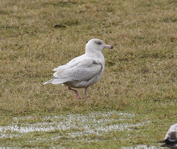 Glaucous Gull