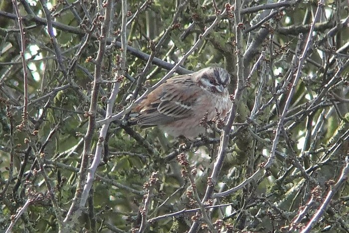 Pine Bunting