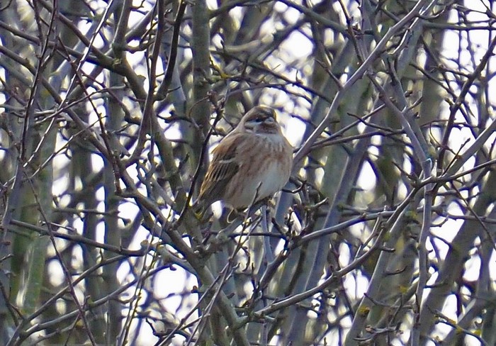 Pine Bunting
