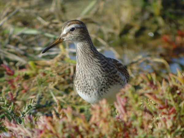 Pectoral Sandpiper