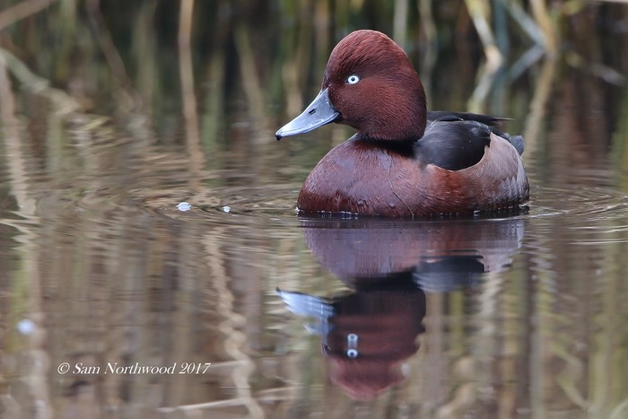 Ferruginous Duck