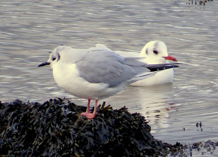 Bonaparte's Gull