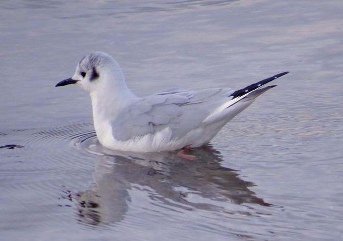 Bonaparte's Gull