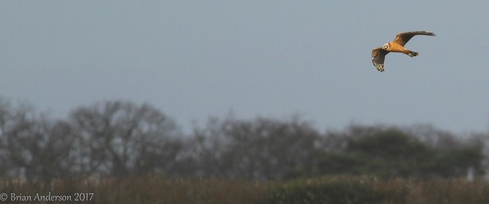 Pallid Harrier