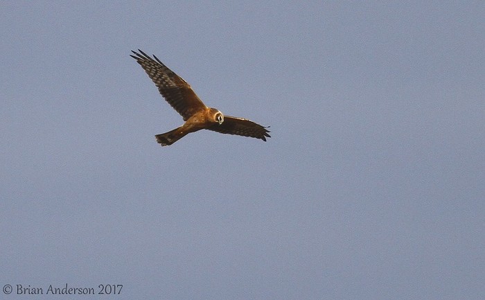 Pallid Harrier