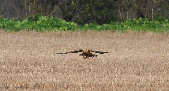 Pallid Harrier