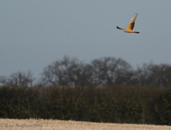 Pallid Harrier
