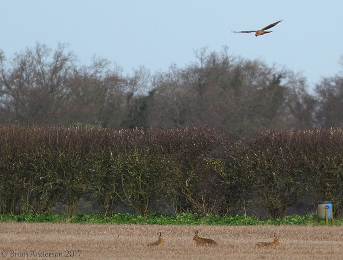 Pallid Harrier