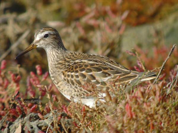 Pectoral Sandpiper