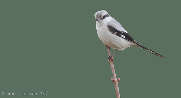 Great Grey Shrike