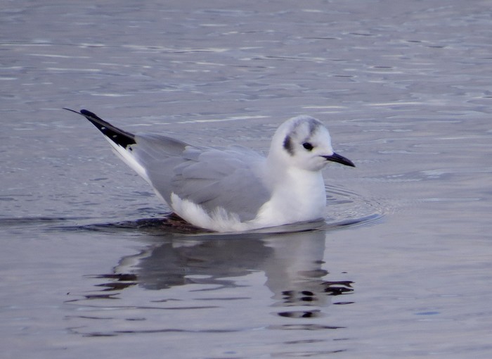 Bonaparte's Gull