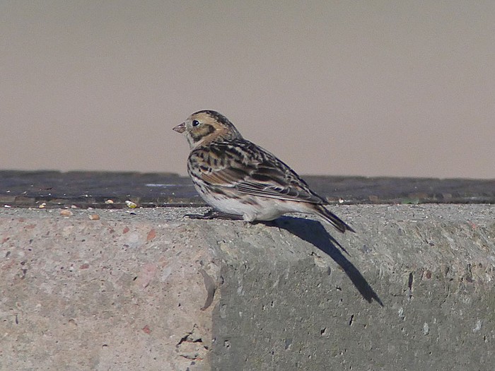 Lapland Bunting