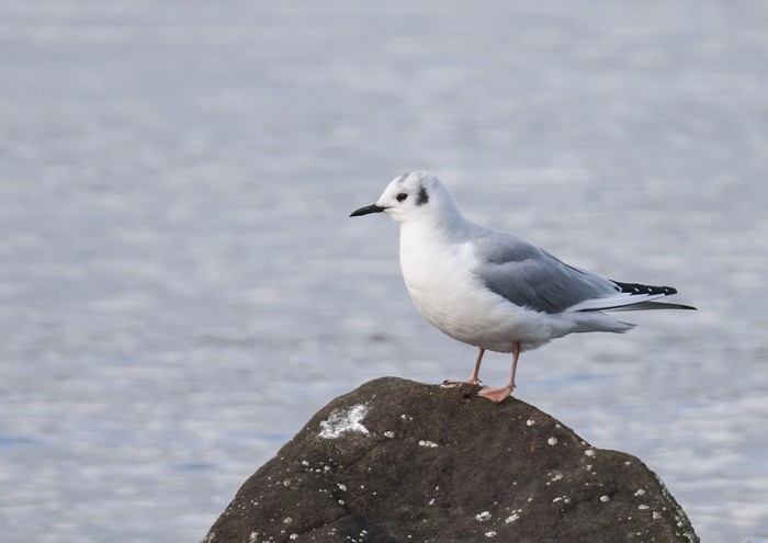 Bonaparte's Gull