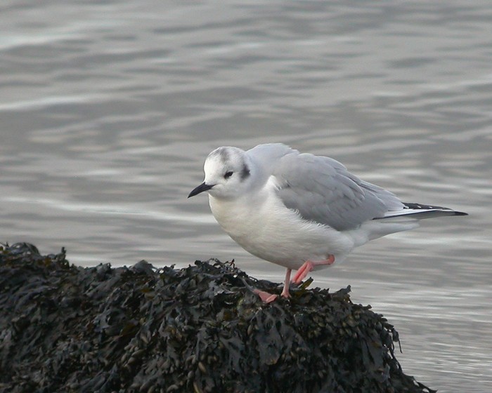 Bonaparte's Gull