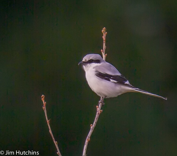 Great Grey Shrike
