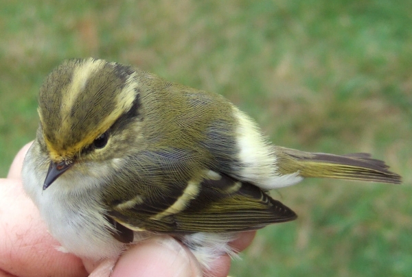 Pallas's Warbler