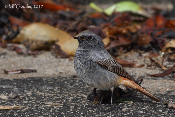 Black Redstart