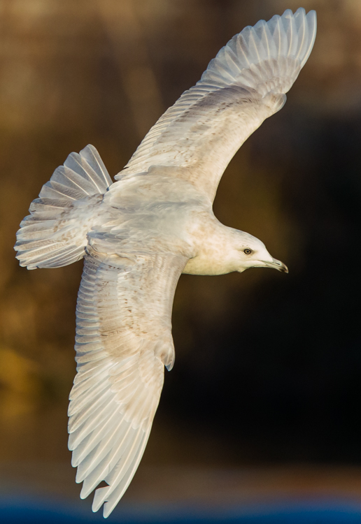 Iceland Gull