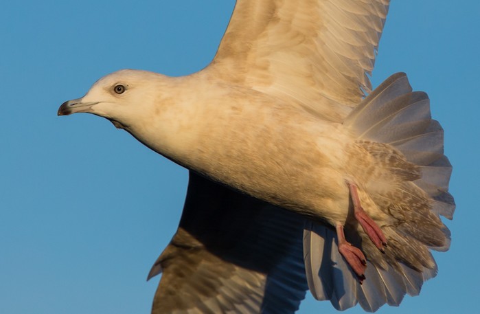 Iceland Gull