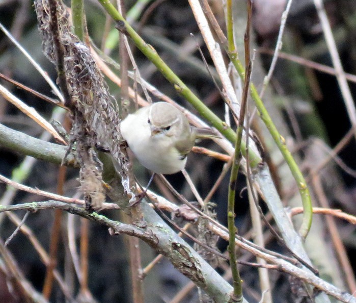 Siberian Chiffchaff