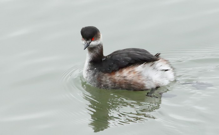 Black-necked Grebe