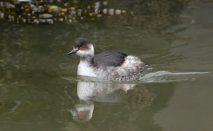 Black-necked Grebe