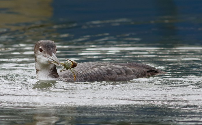 Great Northern Diver