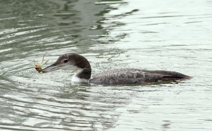 Great Northern Diver