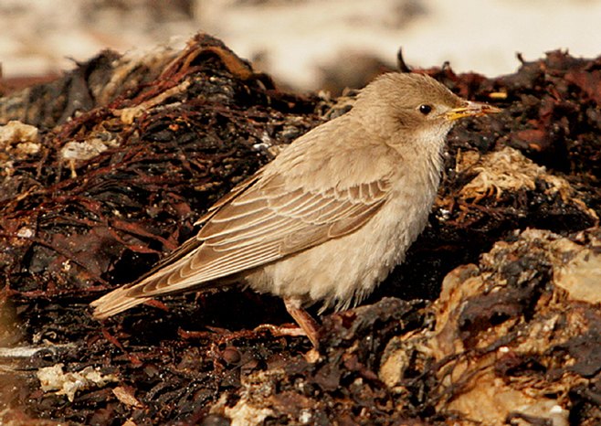 Rose-coloured Starling