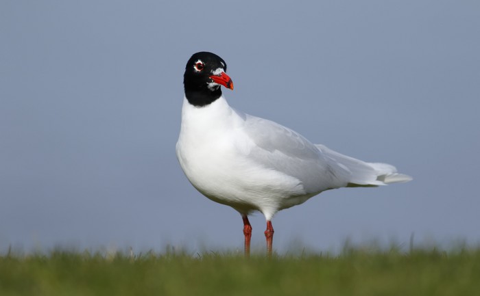 Mediterranean Gull