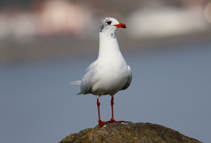 Mediterranean Gull