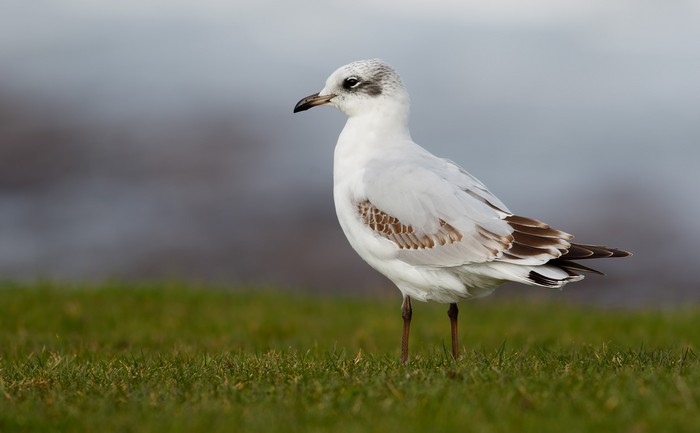 Mediterranean Gull