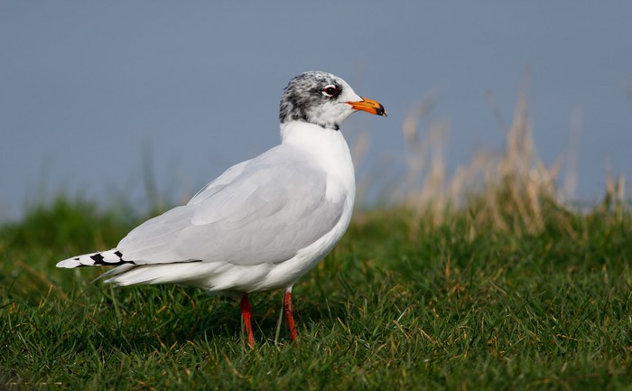 Mediterranean Gull