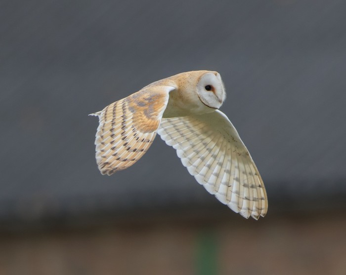 Barn Owl