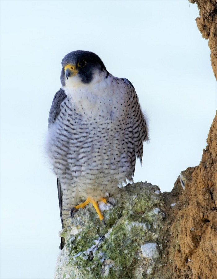 Peregrine