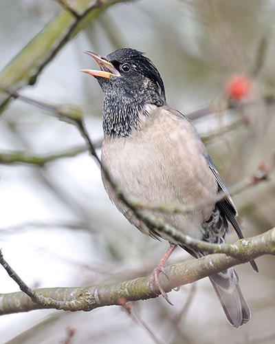 Rose-coloured Starling