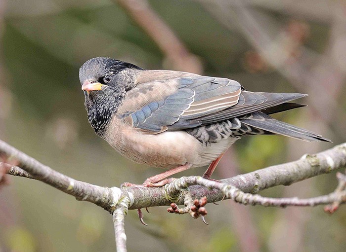 Rose-coloured Starling