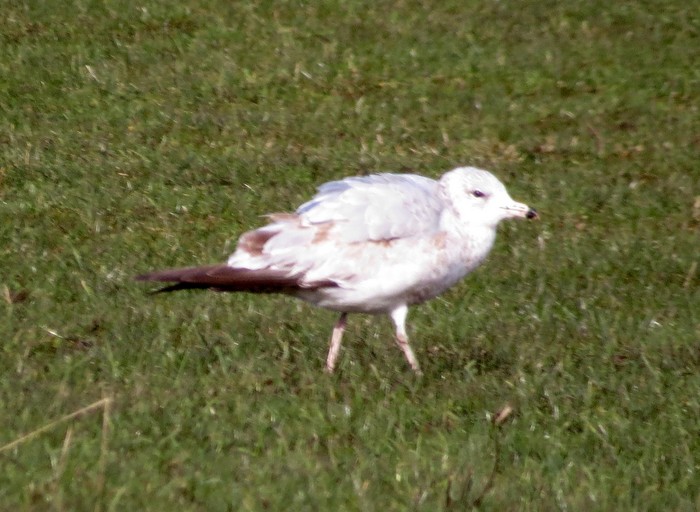 Ring-billed Gull